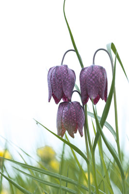 Schachbrettblume Fritillaria meleagris 