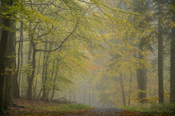 Herbst in der Stubnitz