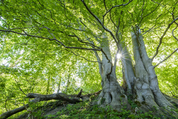 Buchen auf Jasmund, Frühling 2018