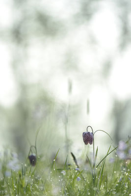 Schachbrettblume Fritillaria meleagris