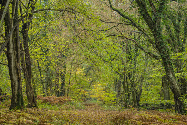 Urwald Baumweg