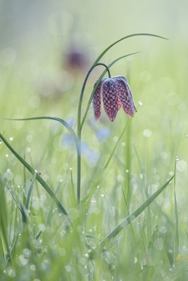 Schachbrettblume Fritillaria meleagris 