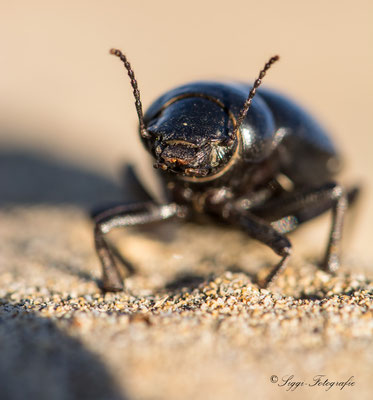 Käfer auf Gran Canaria