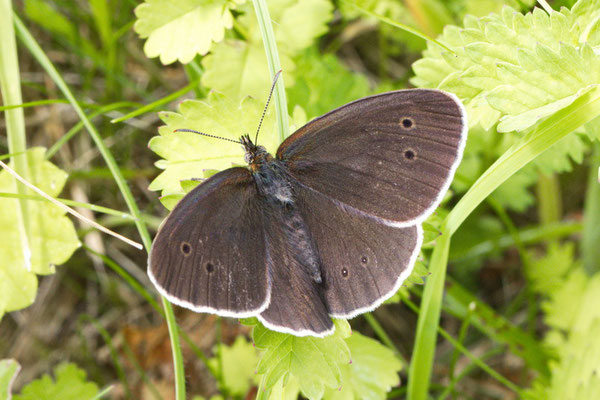 vSchornsteinfeger_Aphantopus hyperantus