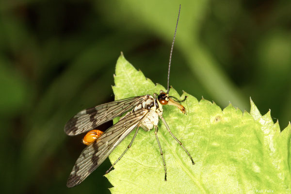 Skorpionsfliege Panorpa communis