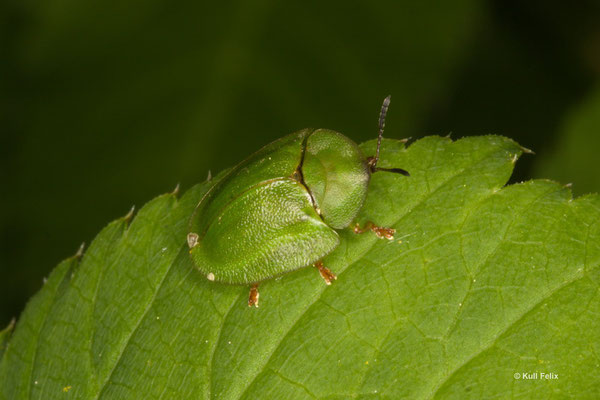 Grüner Schildkäfer Cassida viridis