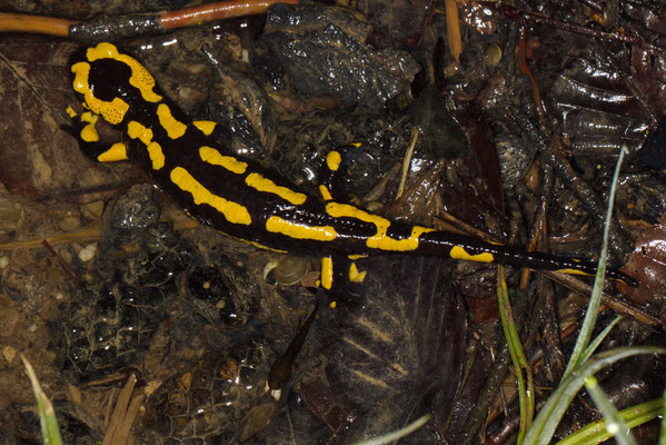 Feuersalamander Salamandra salamandra