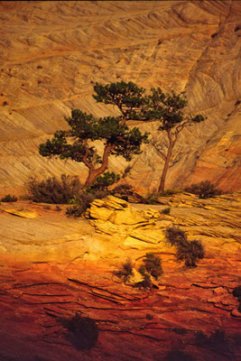 Bäume, Zeder, Gelb- und Orange-Töne, Bryce Canon Nationalpark, USA - trees, cedar, shades of yellow and orange, Bryce Canon Nationalpark, USA