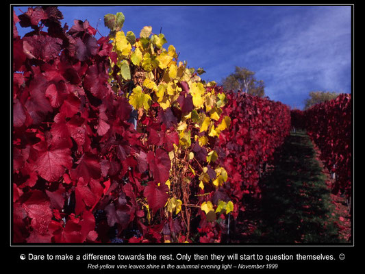 Calendar WINEYARDS - April