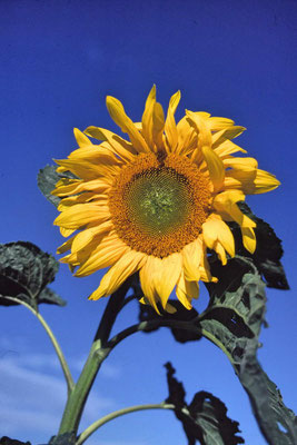 Blumen, Sonnenblume, Farbenpracht, Remstal, Deutschland - flowers, sunflower, colorfulness, Rems Valley, Germany