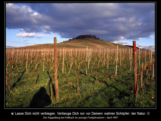 Kalender WEINBERGE - Februar