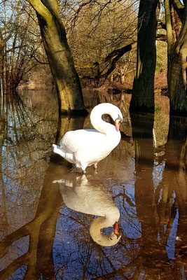 Tiere, Schwan, Spiegelung, Waldpark, Mannheim, Deutschland - animals, swan, reflection, forest park, Mannheim, Germany