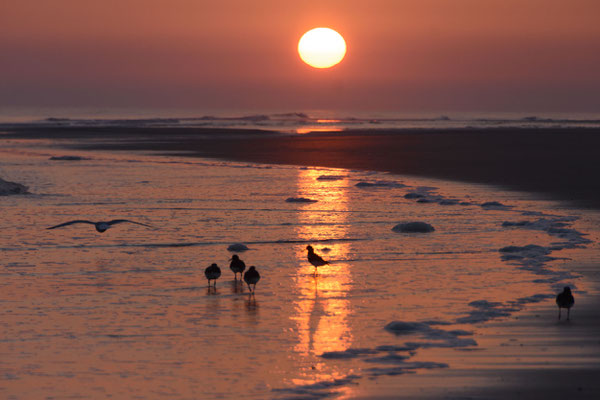 Langeoog_04_17_D726218