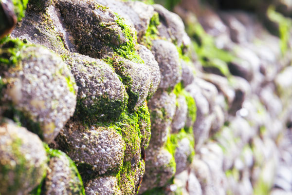 Fotografiert mit Nikon Z8 und Nikkor Z 85mm F/1.2 S