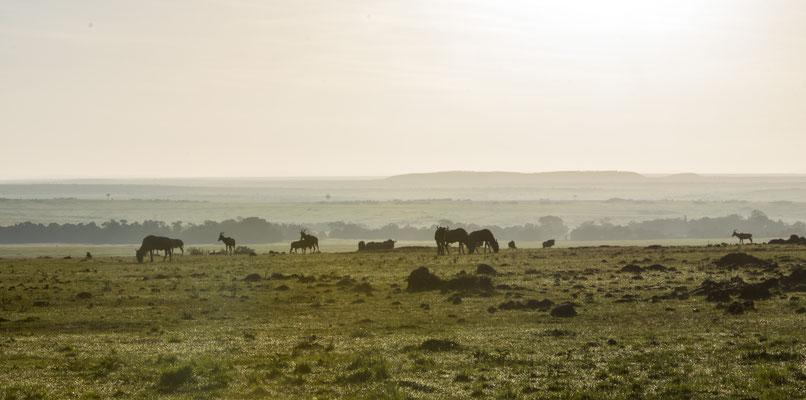 Masai Mara, demipress Foto Frauenreisen