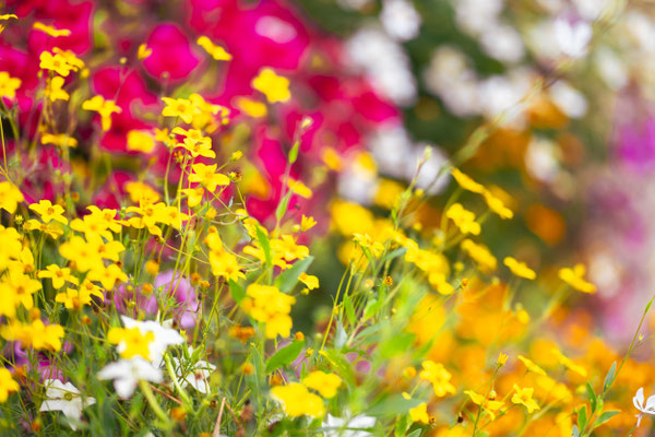 Fotografiert mit Nikon Z8 und Nikkor Z 85mm F/1.2 S in Le Trepore, Frankreich