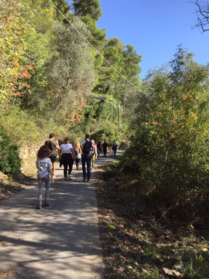 Wanderweg durch die Olivenbäume 