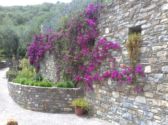 Boungainvillea im Hof