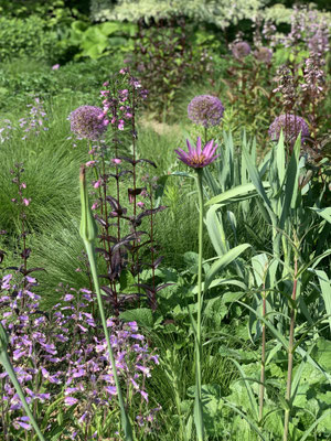 Dezente Strahlenblüte der Haferwurz und Nahrungquelle 76 Wildbienen