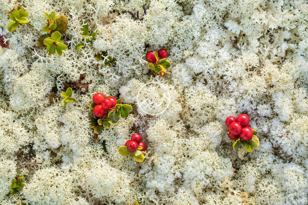 Preiselbeeren im Moos