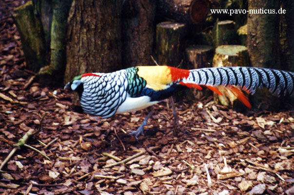 Cock Lady Amherst pheasant.