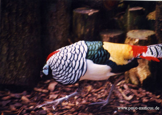 Cock Lady Amherst pheasant.