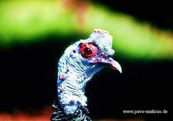 Head of the cock ocellated turkey. The blue rise on it`s head can be blown up  nearly to the double volume, when displaying.