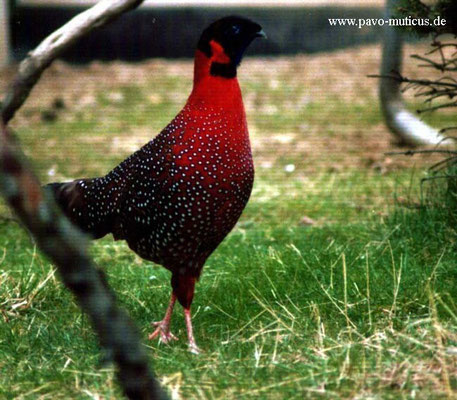 Cock satyr tragopan.