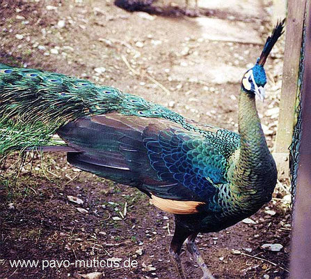 Burmese green peafowl nearby. The blue back and the dull grey breast is perfect to see.