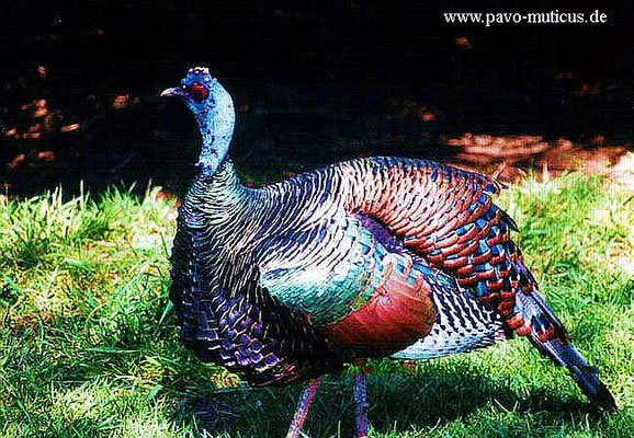 Ocellated turkey bevore displaying. The displaying is like the one of peafowls.  The cock spreads its wings to the floor and forms the feathers of the breast  pointed as a 'v' to the front of the body.