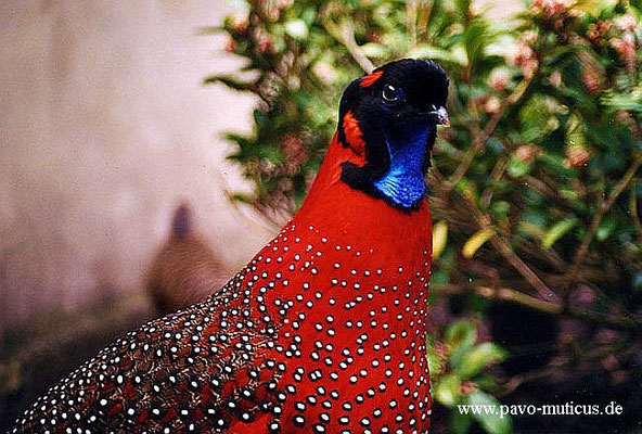 Cock satyr tragopan.