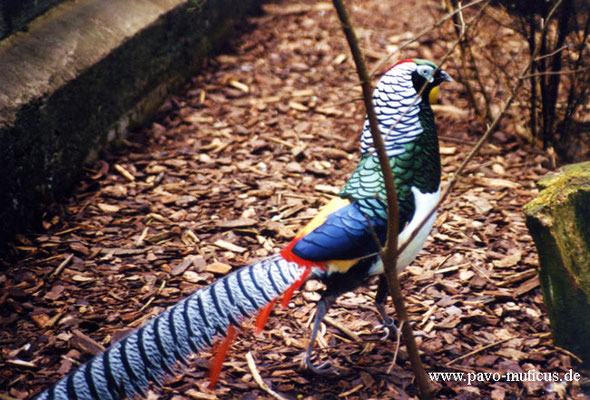 Cock Lady Amherst pheasant.