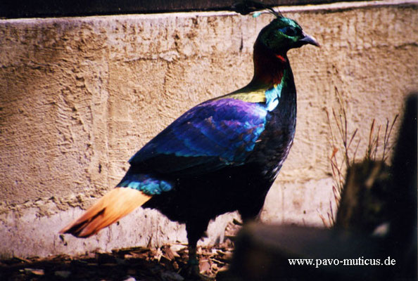 Himalayan Monal cock in our breeding stock.