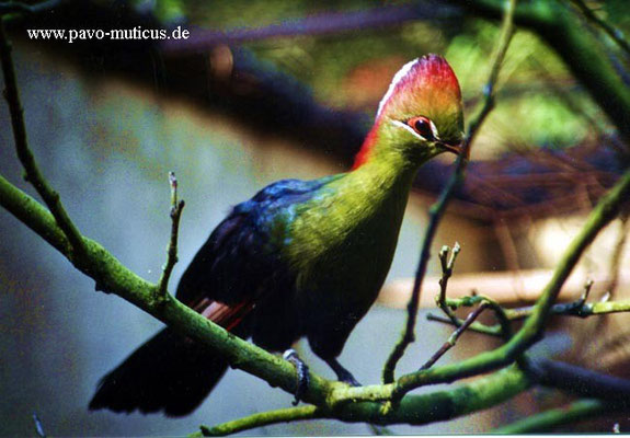 Fischer´s Turaco