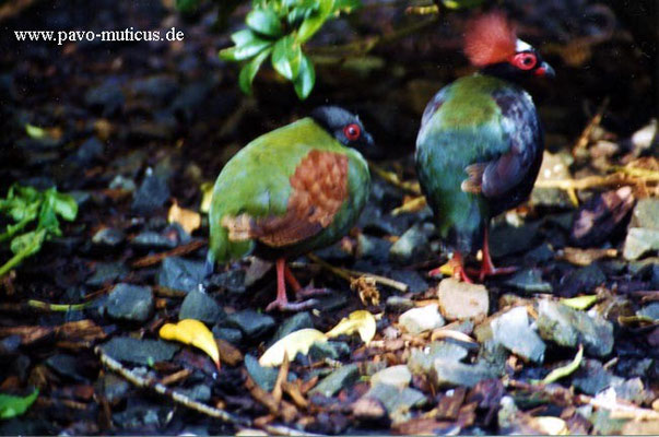 Pair of Crested Wood Partridges.