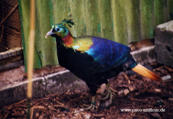 Himalayan Monal cock in our breeding stock.