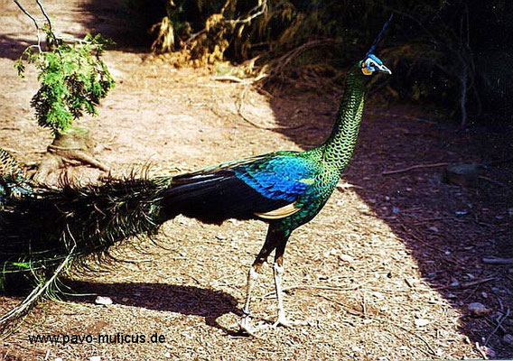 Cock Pavo muticus muticus.   