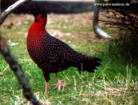 Cock satyr tragopan.