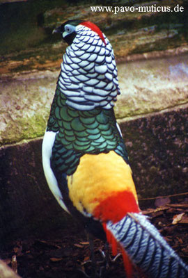 Cock Lady Amherst pheasant.