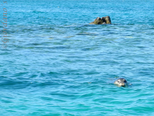 Mittelmeer Mönchsrobben vor Lichadonisia-Monachus monachus in Greece