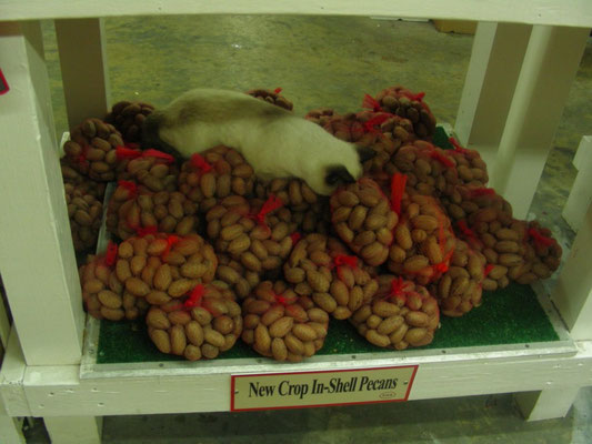 Katze schläft mitten in den Pecannüssen