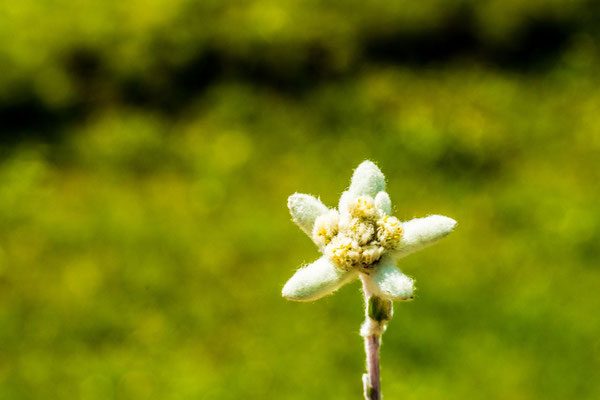 Edelweiss !