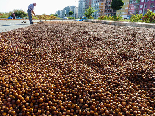 The black sea coast is known for its hazelnuts