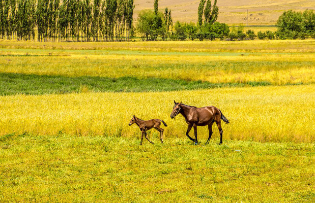 Mare with her foal