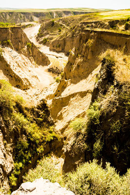 Cow herd in a rugged valley