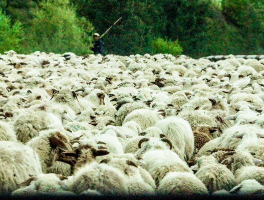 ... with thousands of sheep