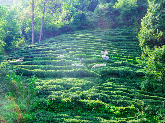 Women at the tea harvest