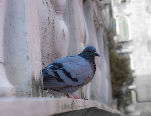 One of the countless pigeons