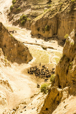 Cow herd in a rugged valley