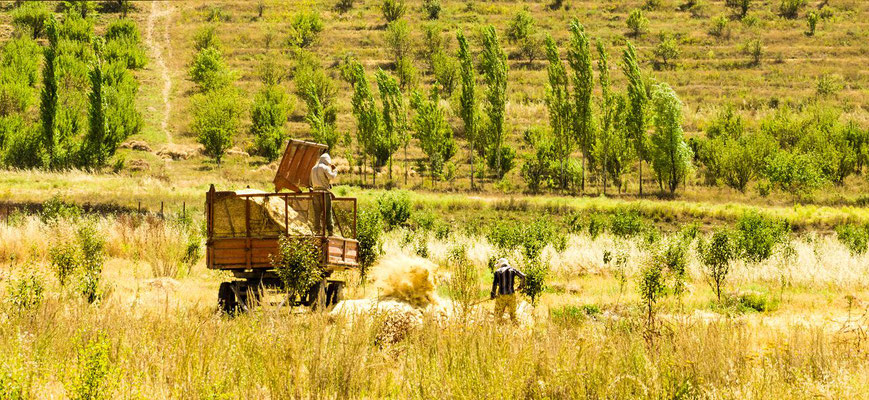 Wheat harvest